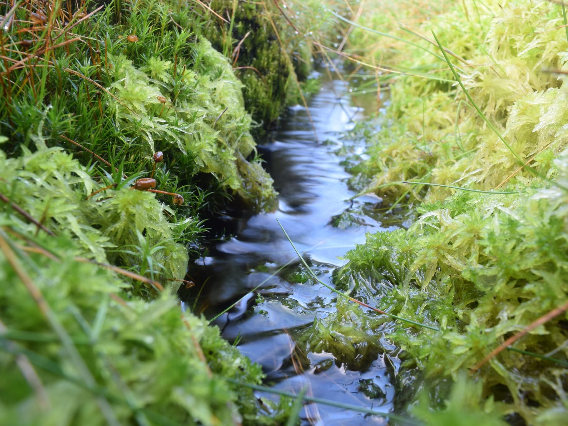 image credit: Adam Johnston